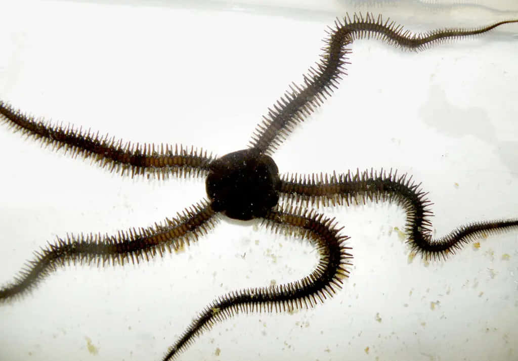 Brittle Star Species Ophiuroidea Wallpaper