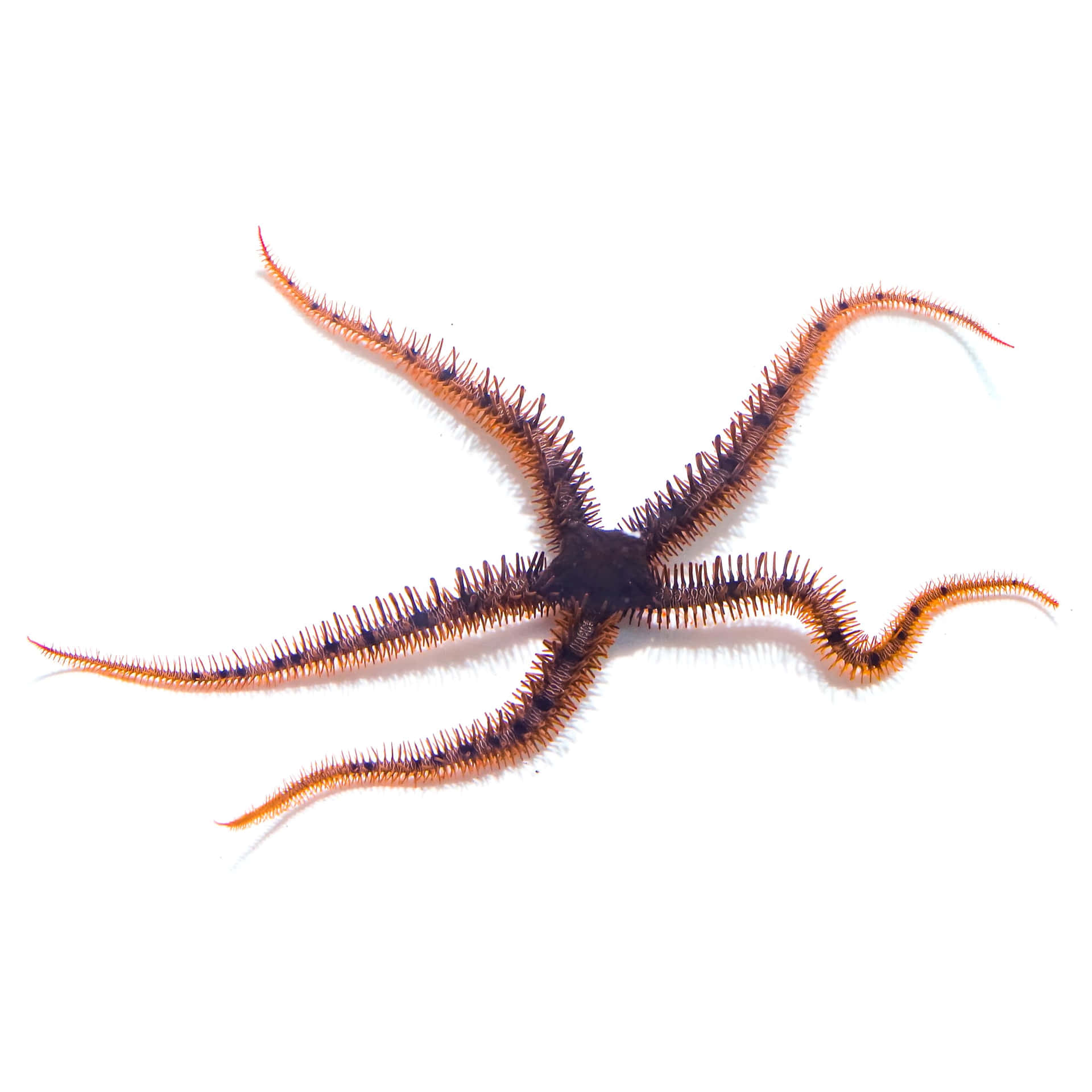 Brittle Star Specimen Isolated Wallpaper