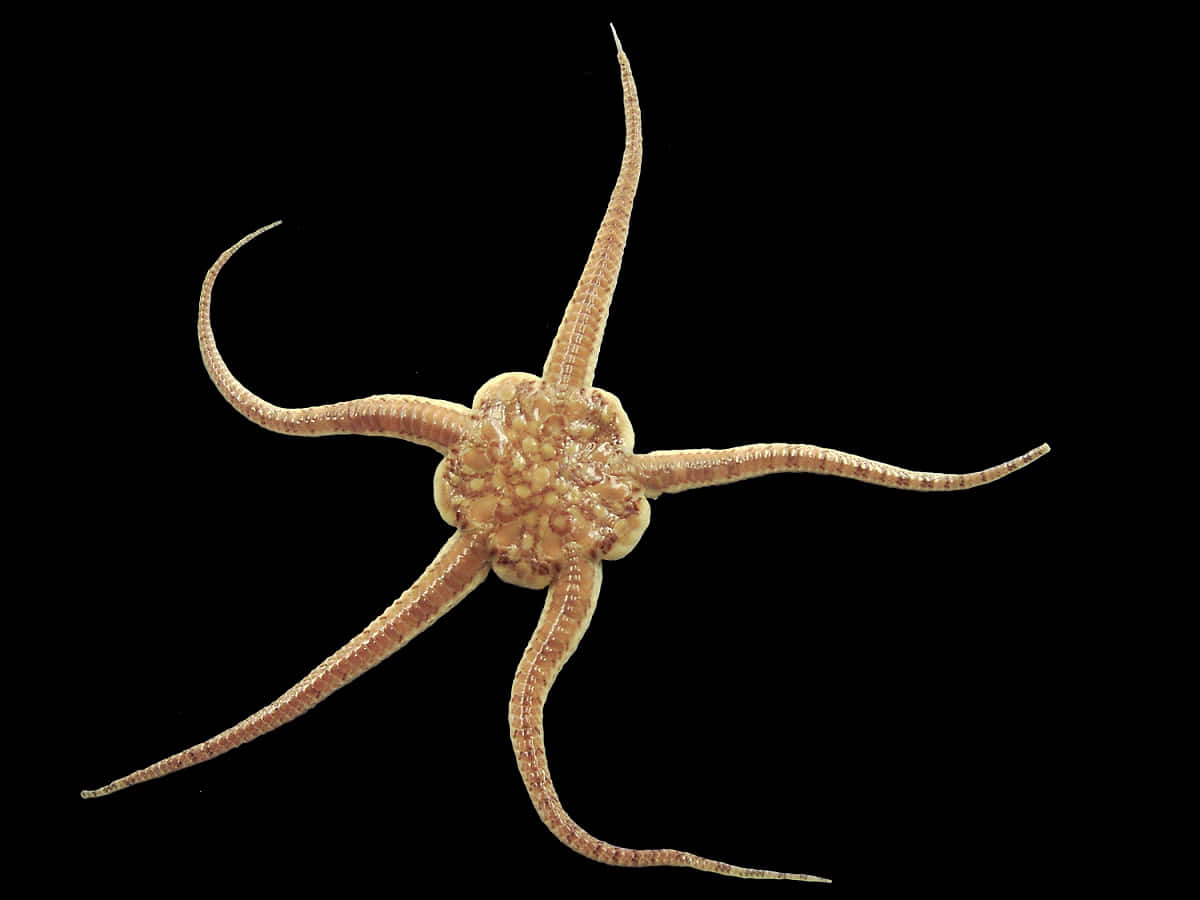 Brittle Star Specimen Wallpaper