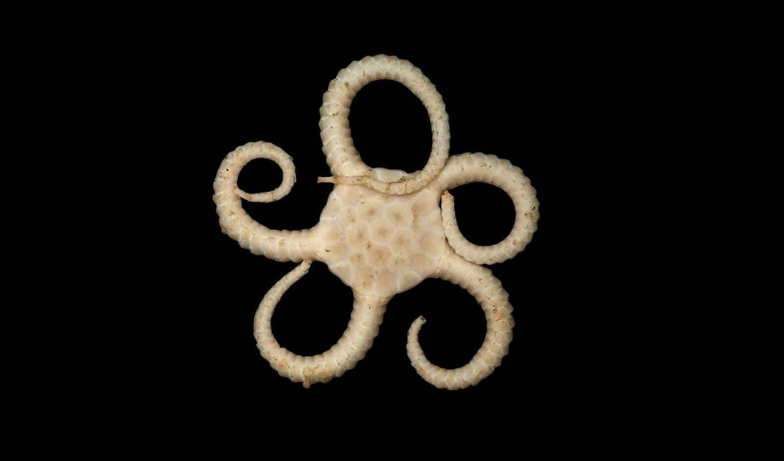 Brittle Star Specimenon Black Background Wallpaper