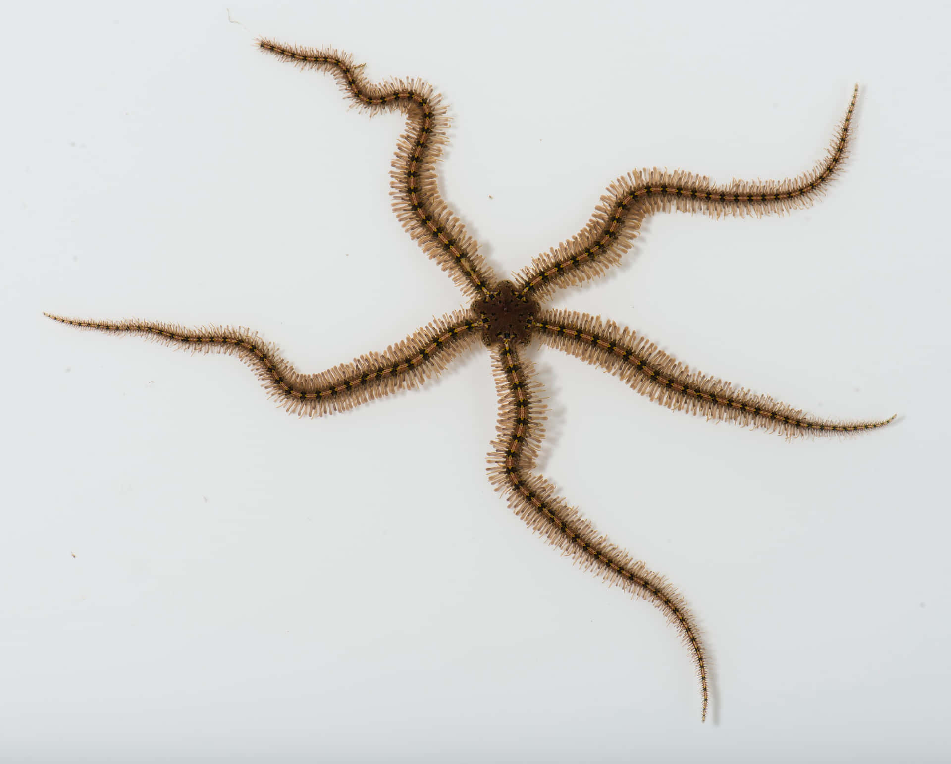 Brittle Star Specimenon White Background Wallpaper