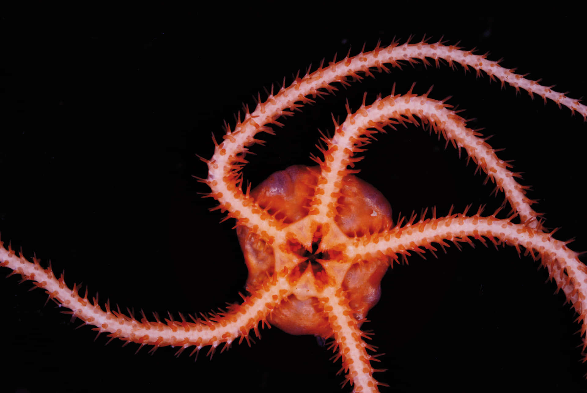 Brittle Star Spiny Arms Wallpaper