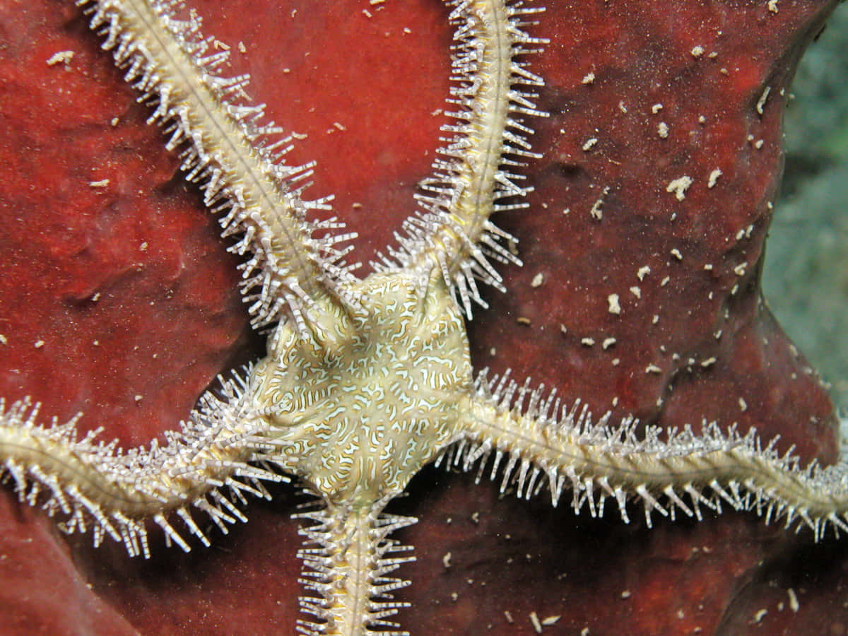 Brittle Staron Coral Wallpaper