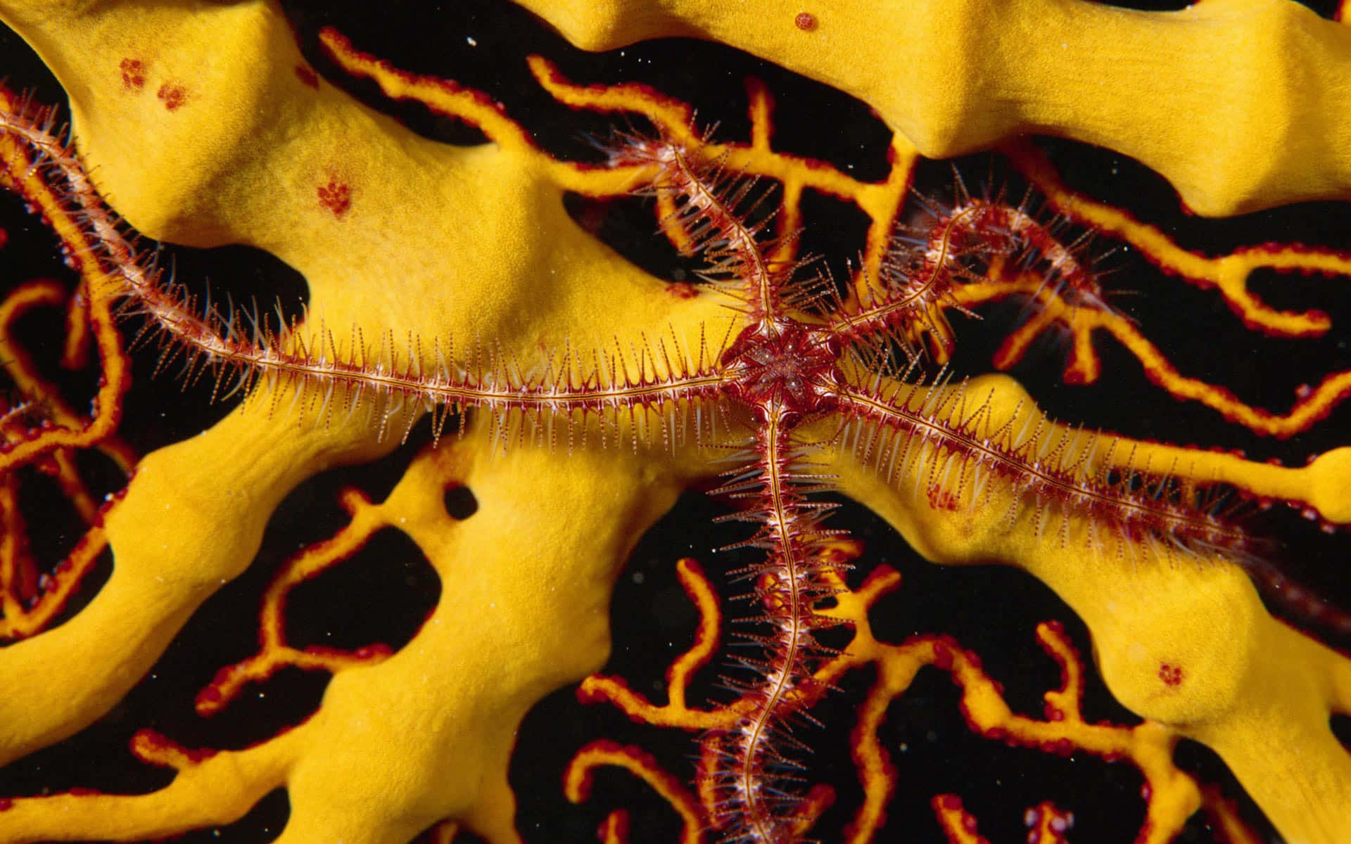 Brittle Staron Coral Reef Wallpaper