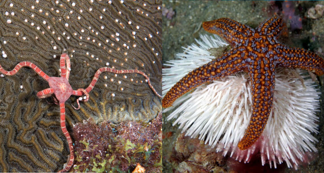 Brittle Stars Diversity Wallpaper