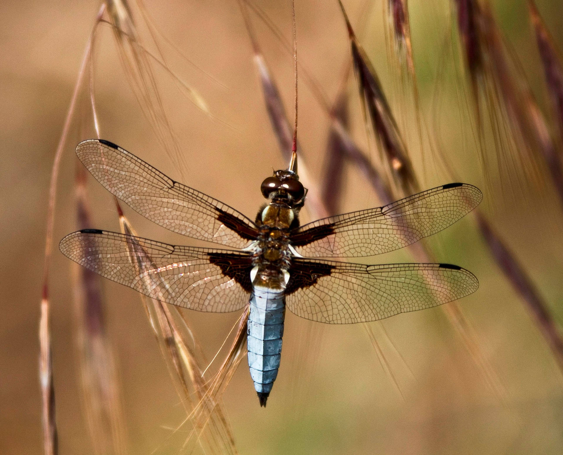 Broad-bodied Chaser Dragonfly Wallpaper