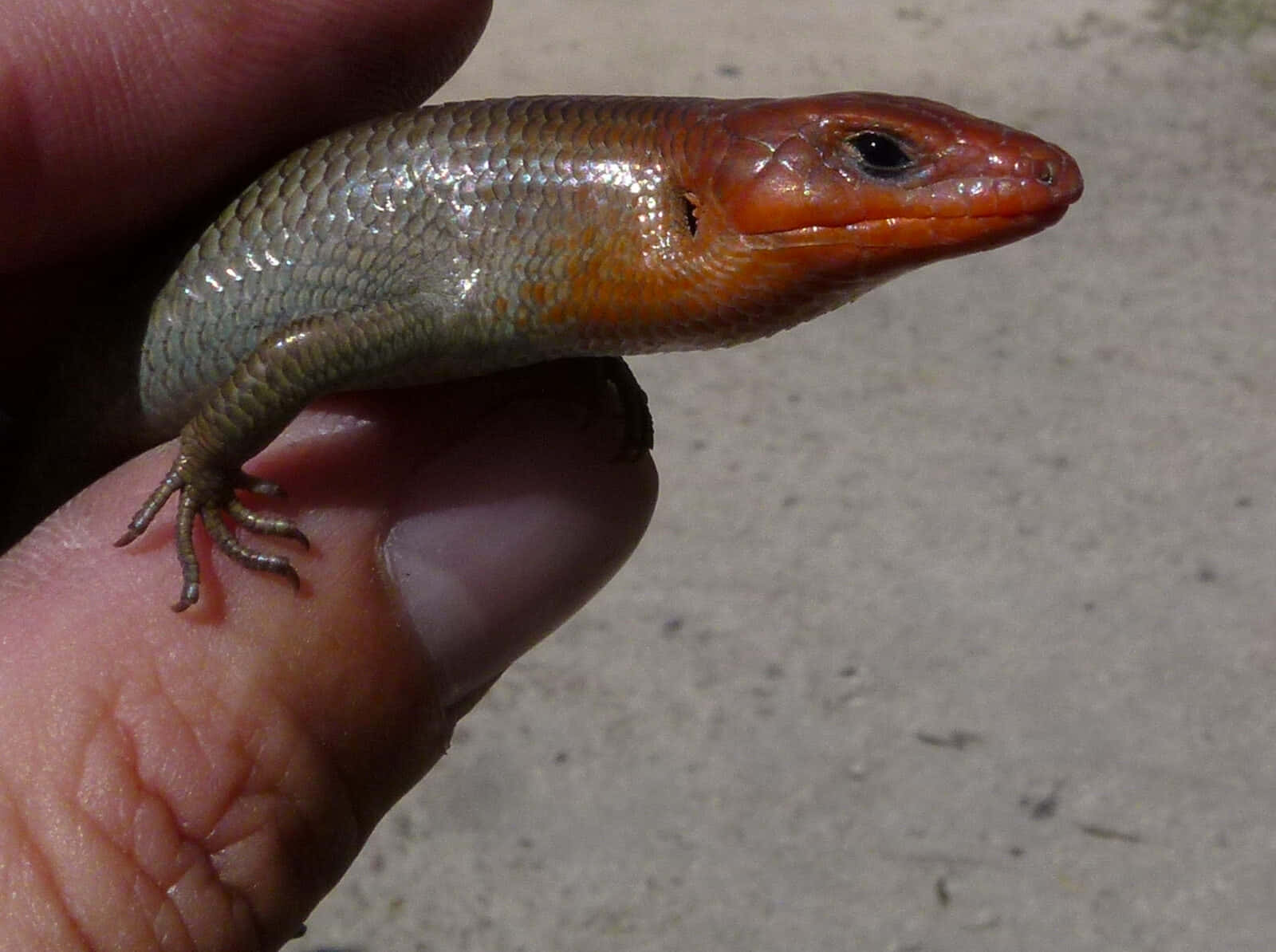 Broadhead Skink Close Up Wallpaper