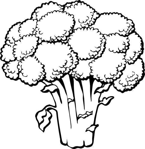 Broccoli Line Art Illustration PNG