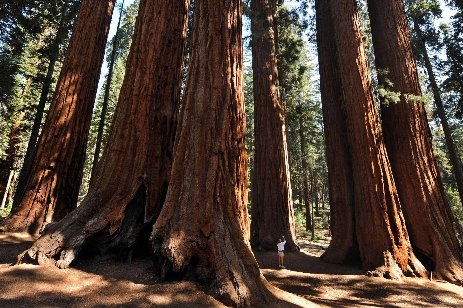 Raggidi Sole Spezzati Sequoia National Park Sfondo
