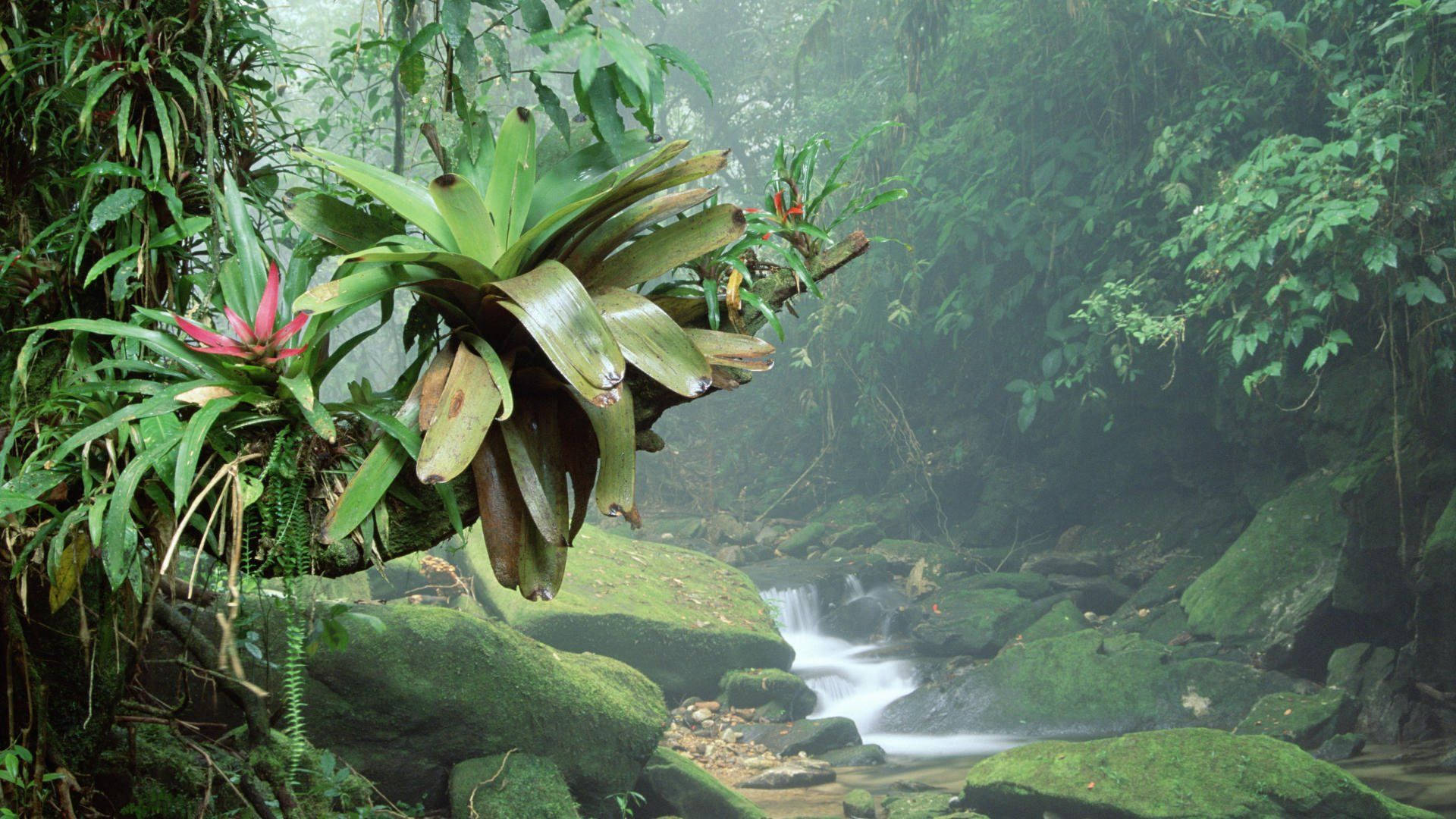 Bromelienpflanzeim Amazonas Wallpaper