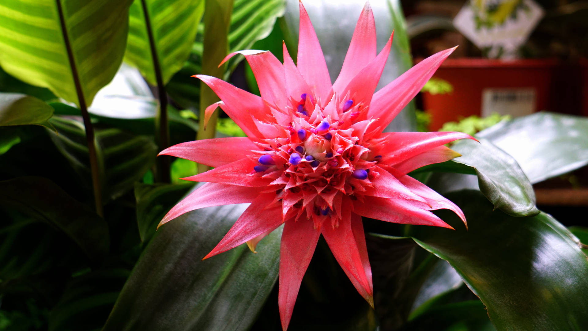 Bromeliad Flower And Green Leaves Wallpaper