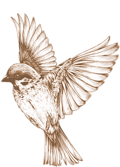 Bronze Sketch Sparrow In Flight PNG