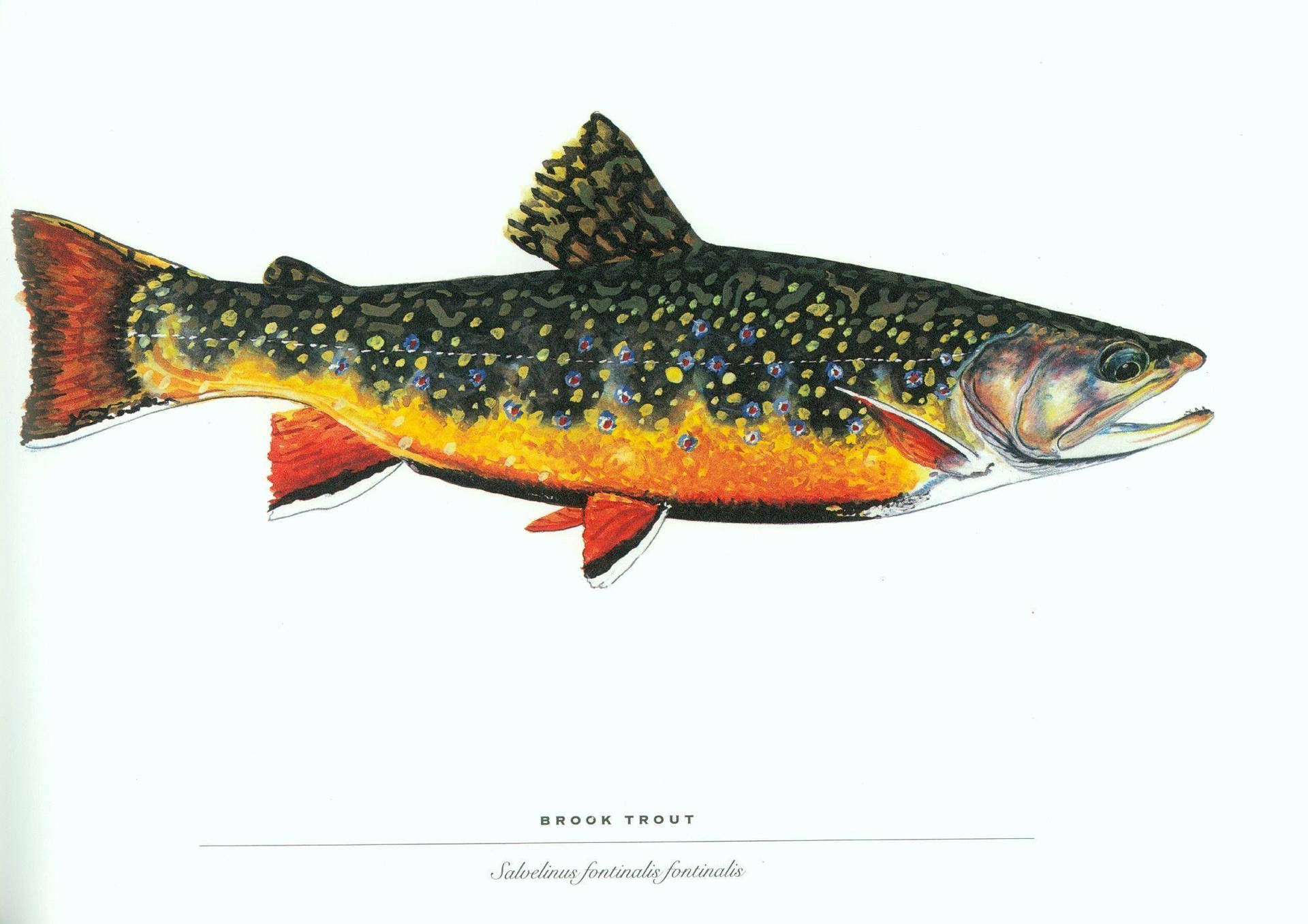 Brooktrout Fish: Bäcköringsfisk. Wallpaper