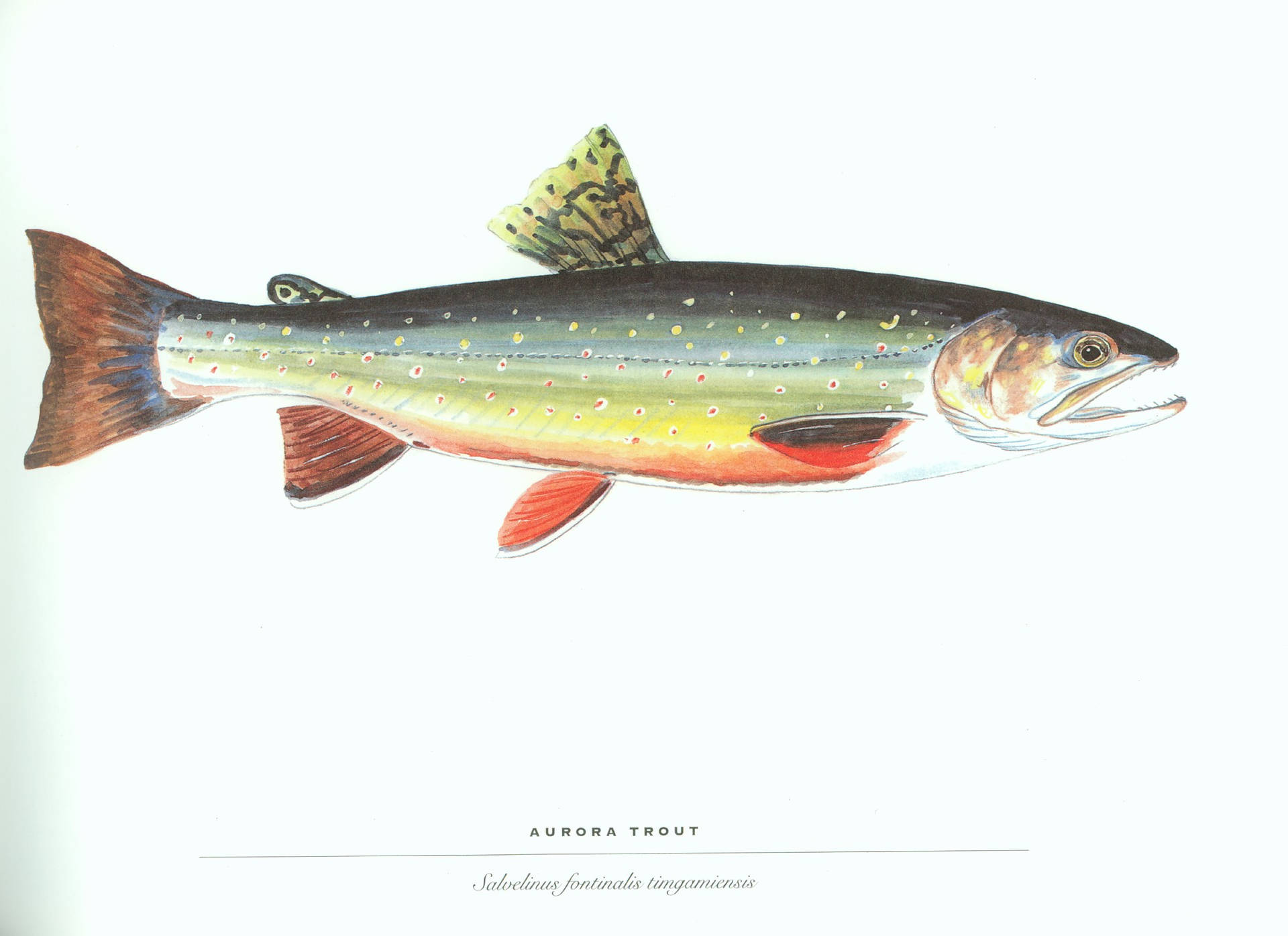 Brook Trout Fish Wallpaper