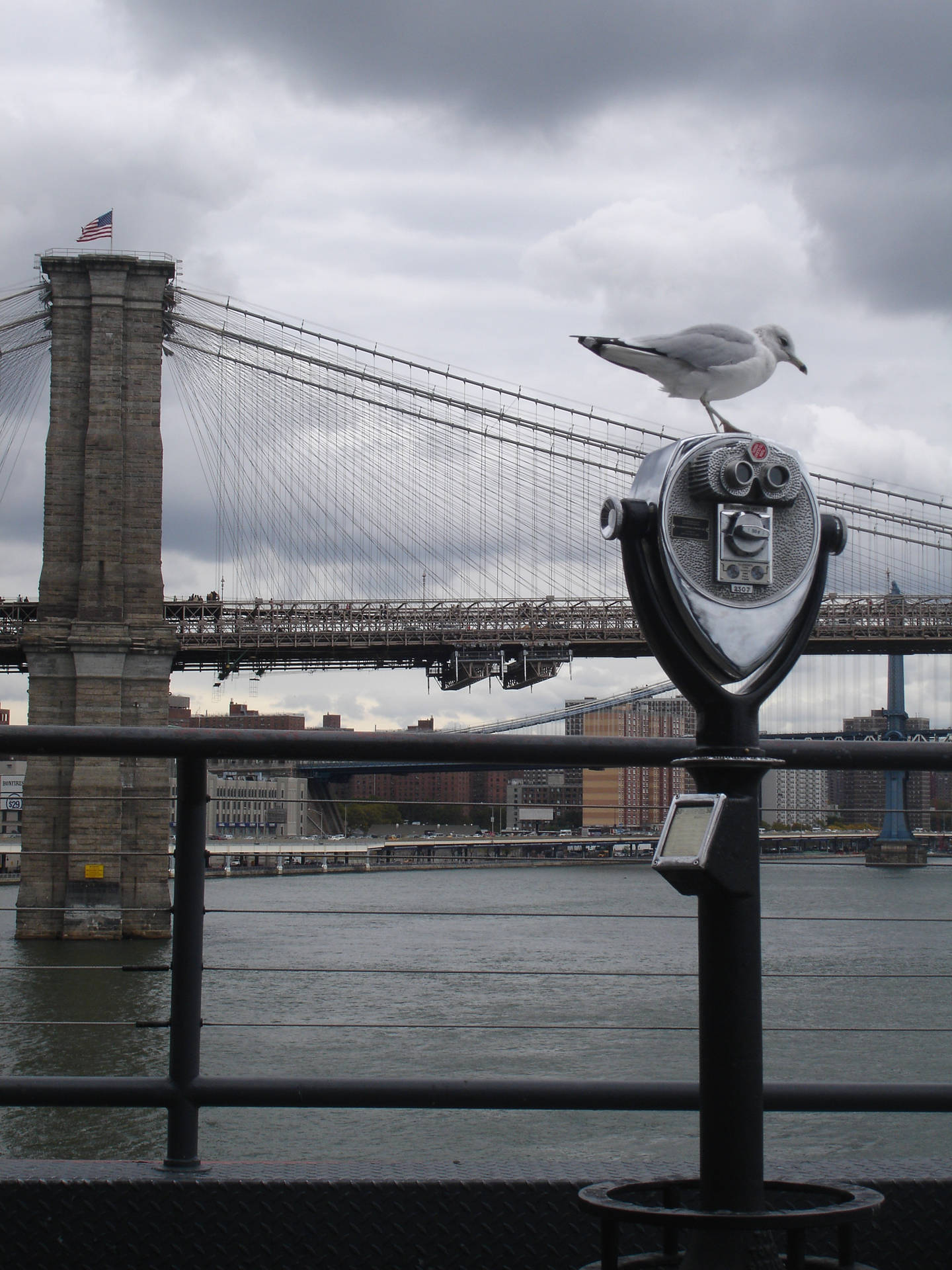 Brooklyn Bridge Gloomy Day Pigeon Wallpaper