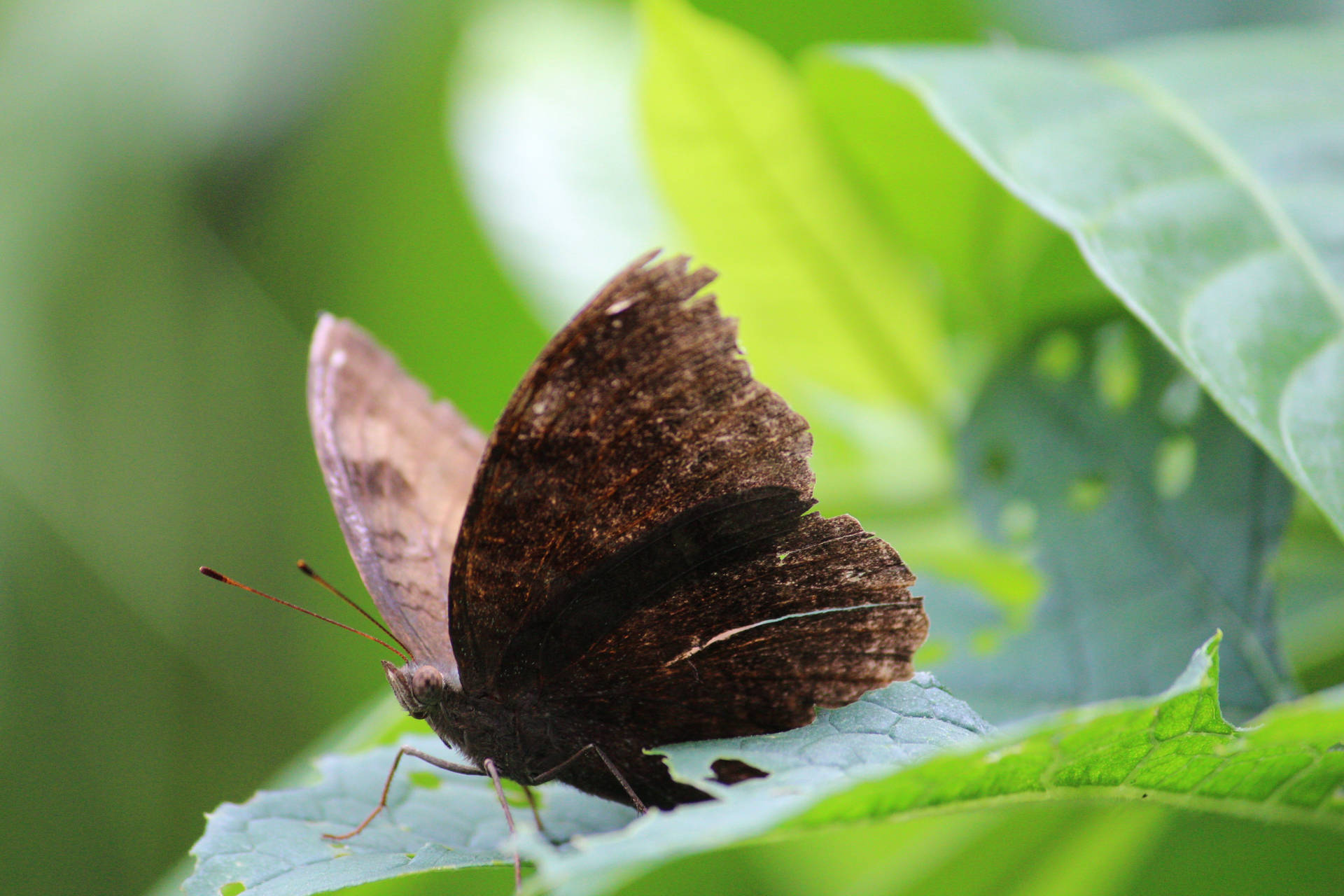 Brown Aesthetic Butterfly
