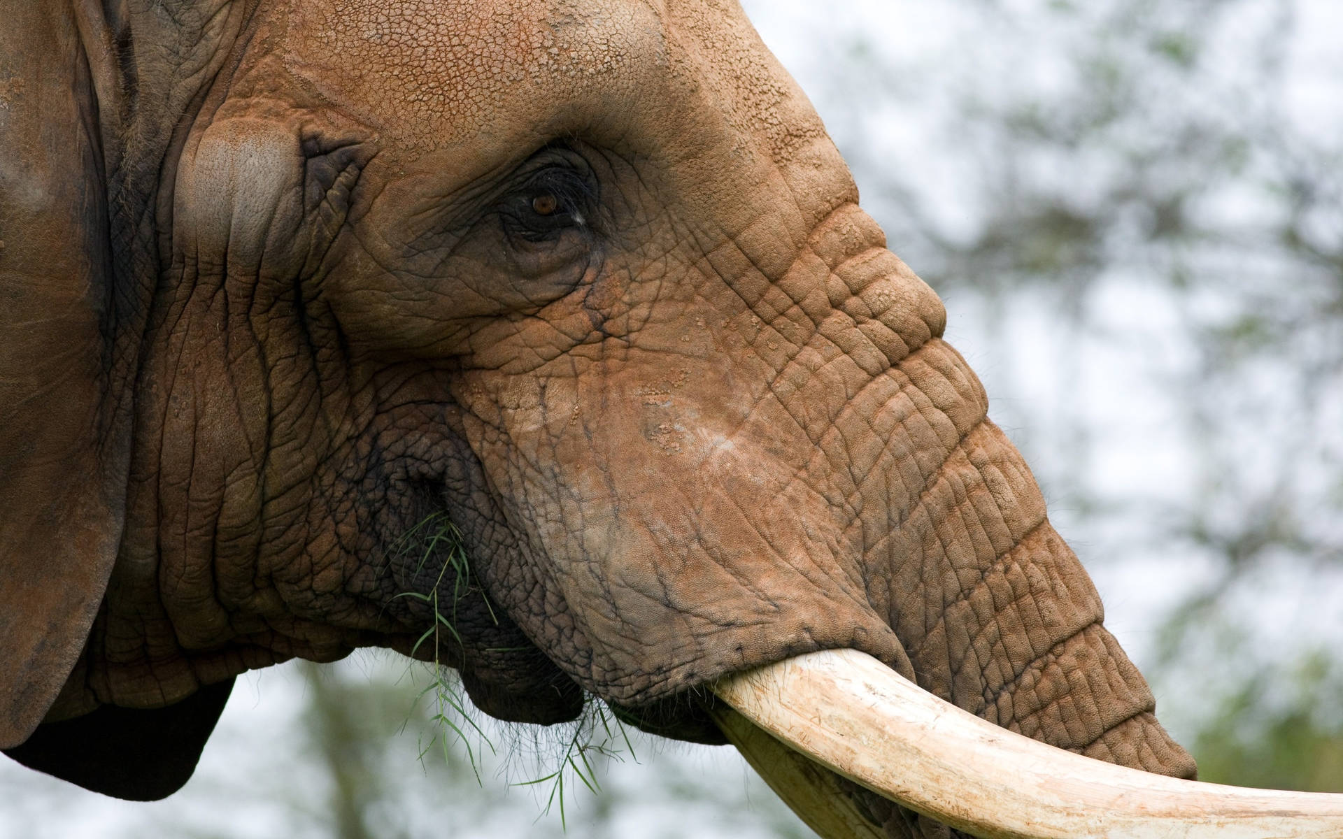 Brown African Elephant Eating Grass