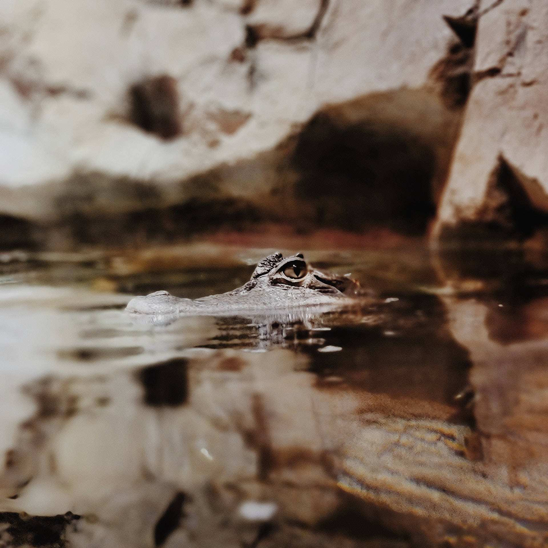 Brown Alligator Photography Wallpaper