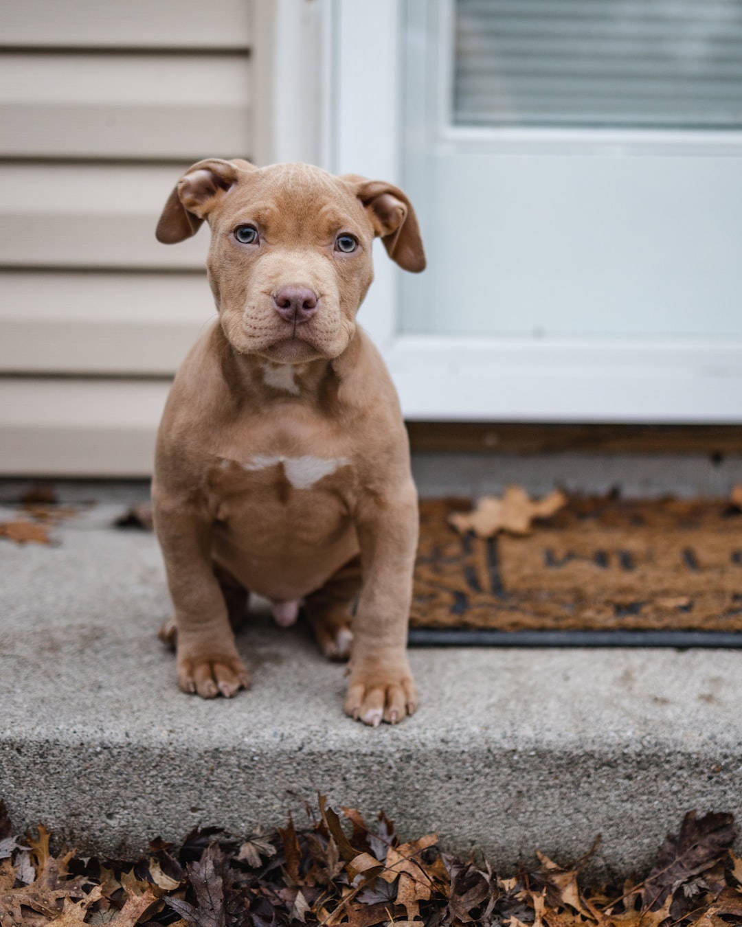 Brown American Bully Puppy Dog Background