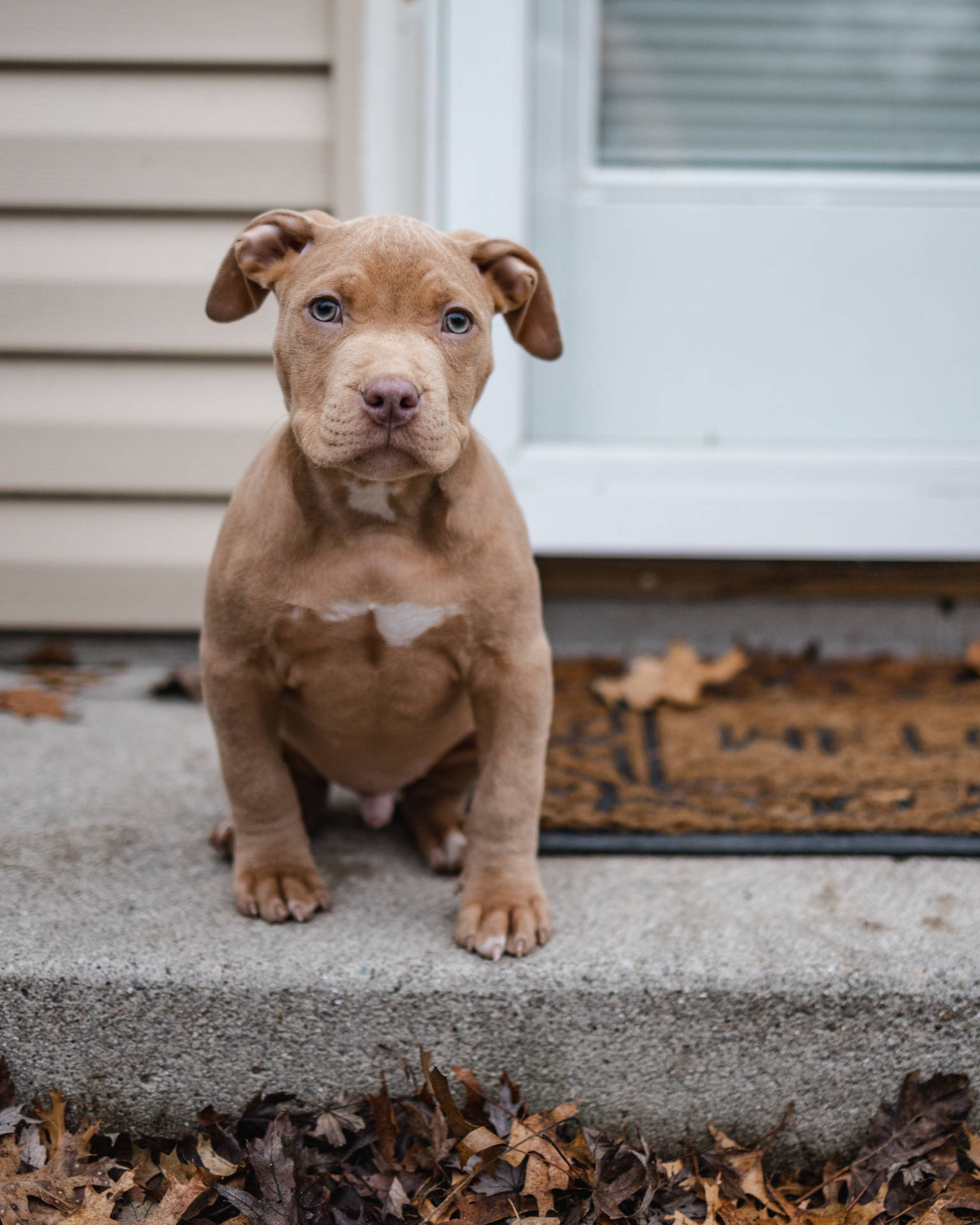 Brown American Pitbull Terrier Puppy