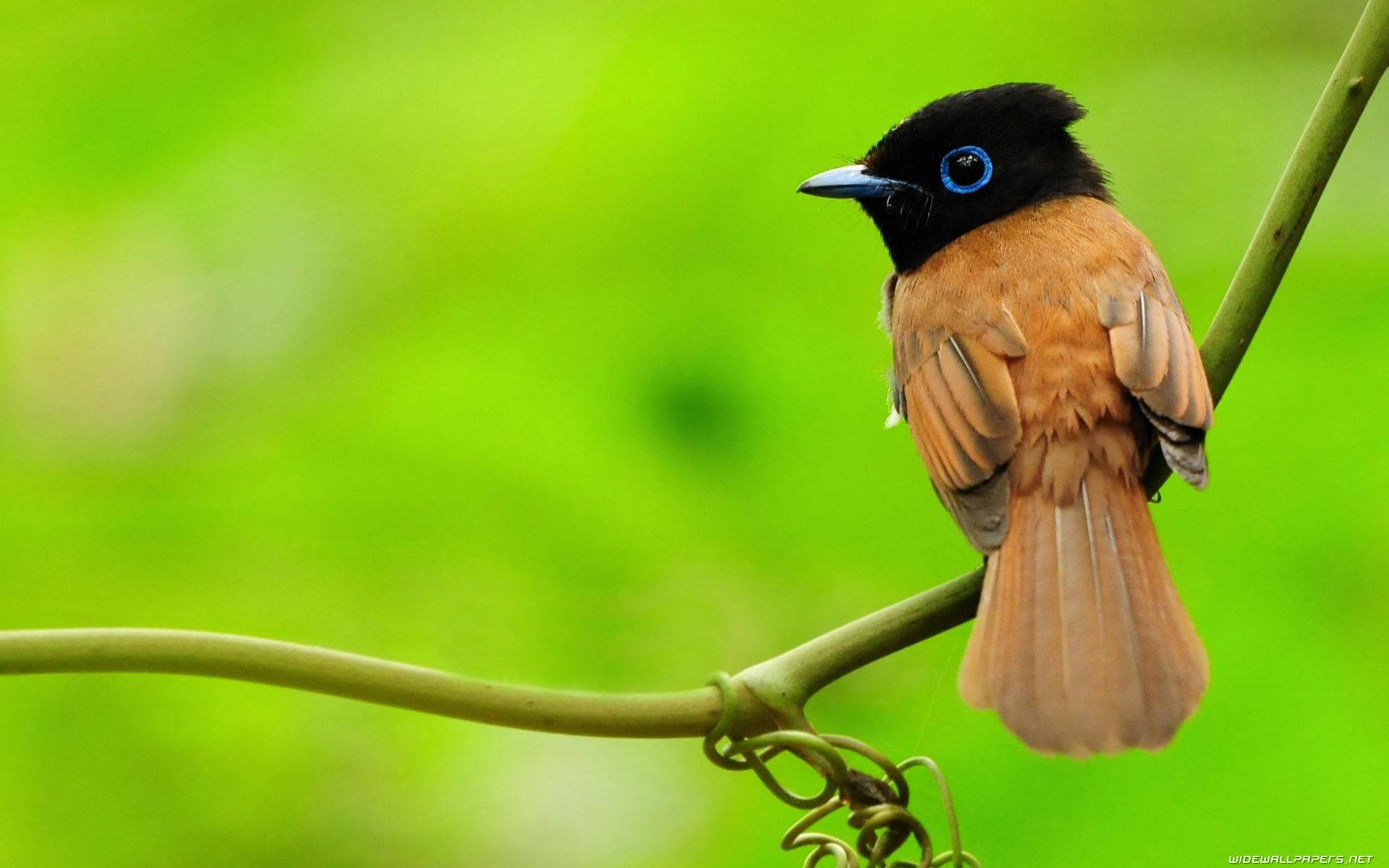 A stunningly beautiful brown and black bird perched on a branch. Wallpaper