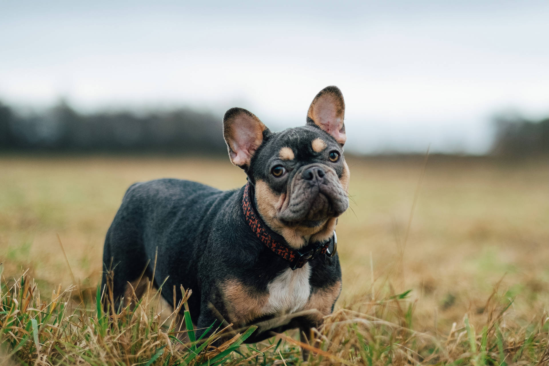 Brown And Black French Bulldog Background