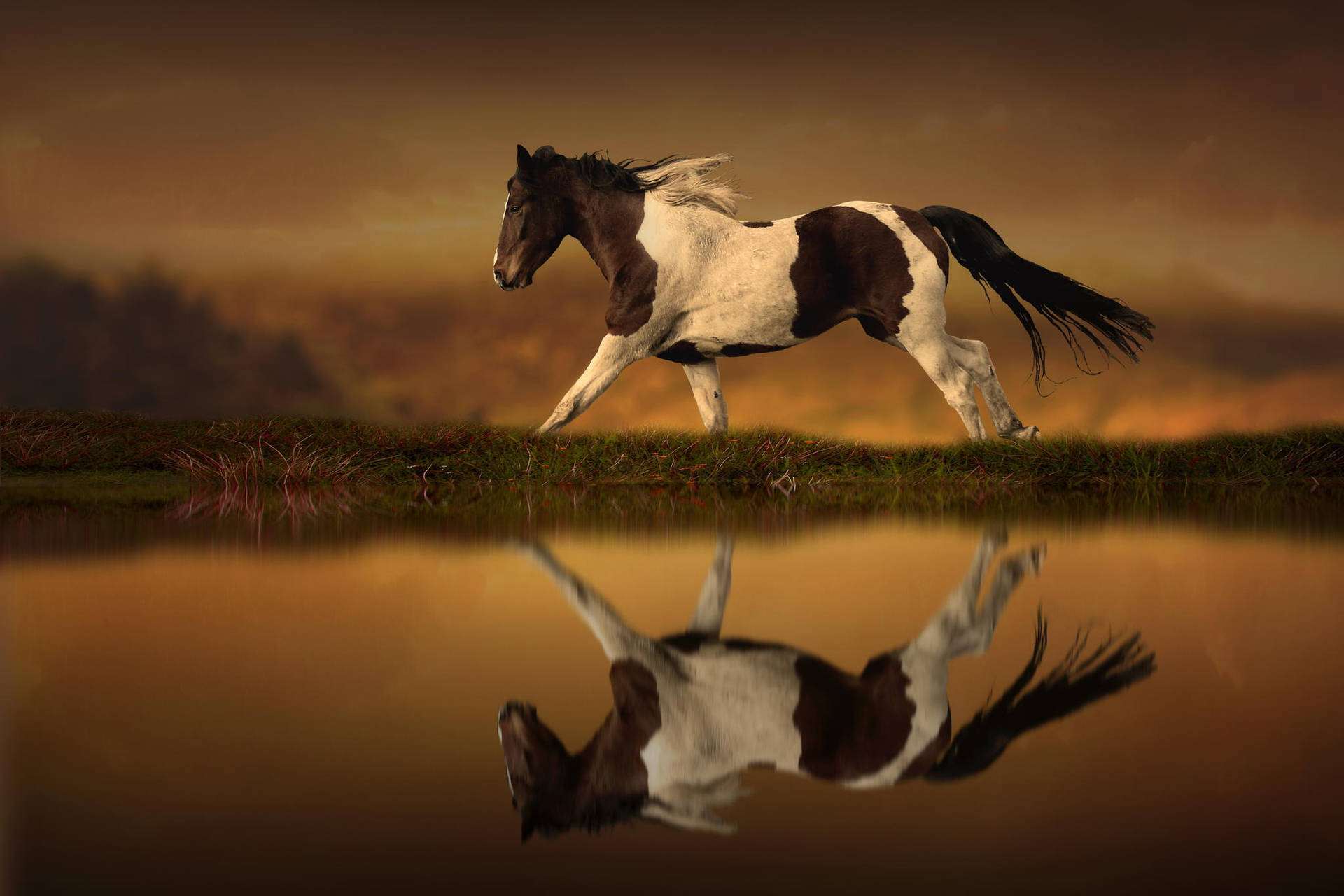 Brown And White Running Horse Wallpaper