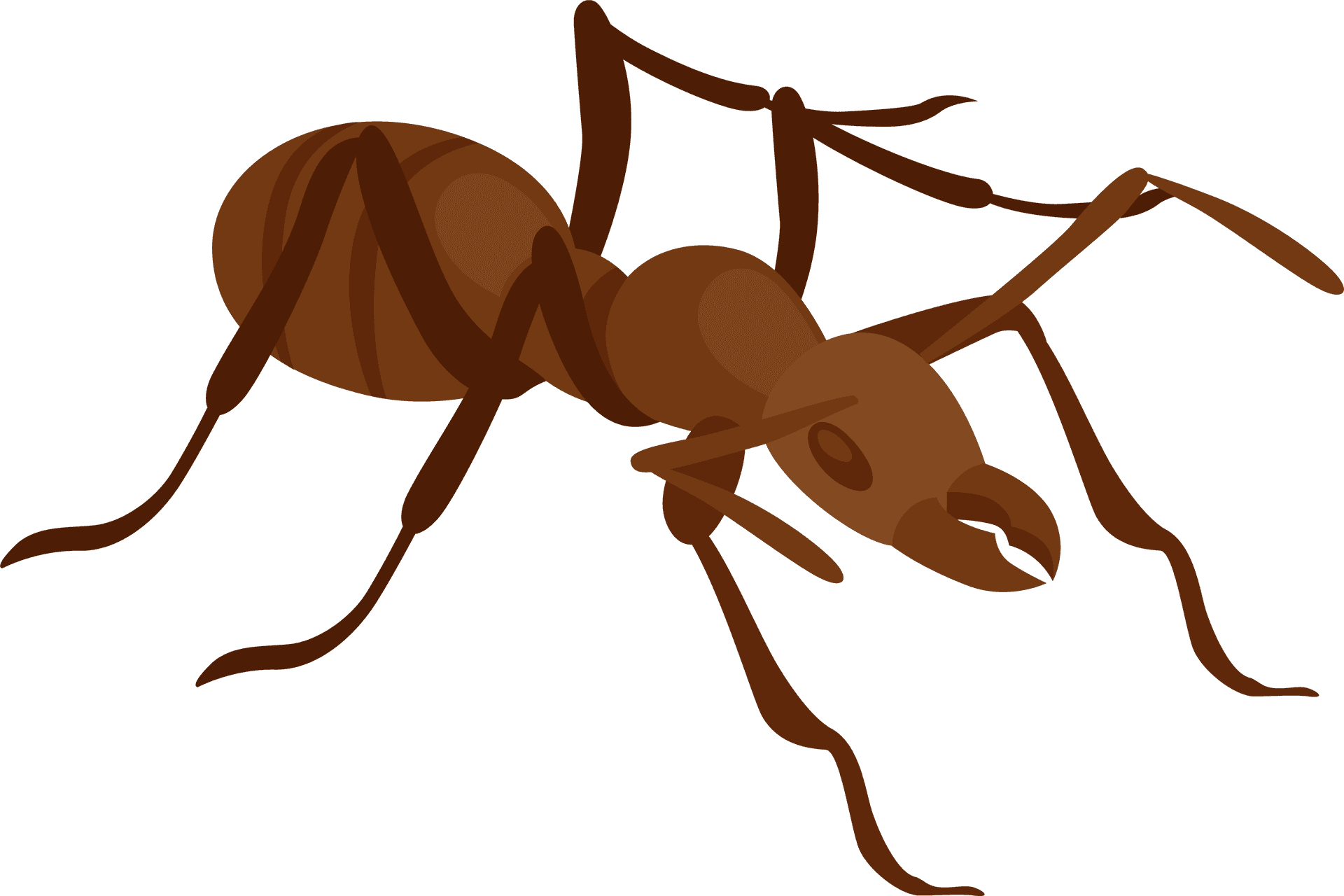 Brown Ant Illustration PNG