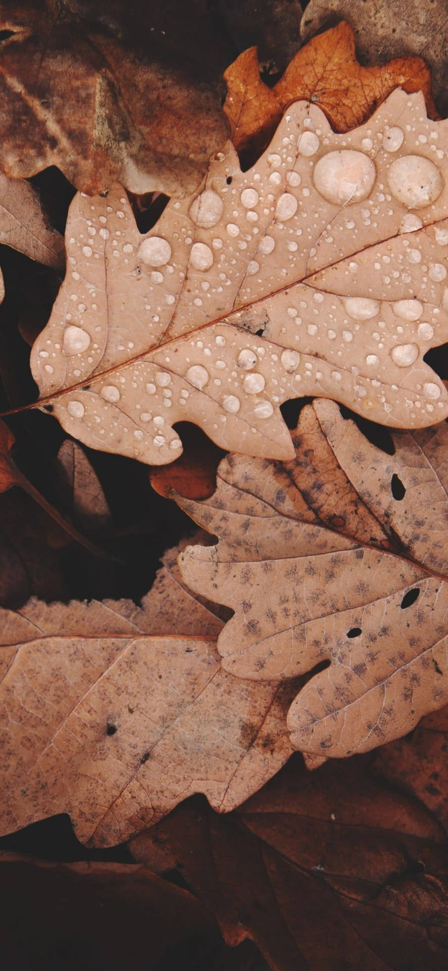 Brown Auburn Autumn Leaves Top Iphone Hd Wallpaper