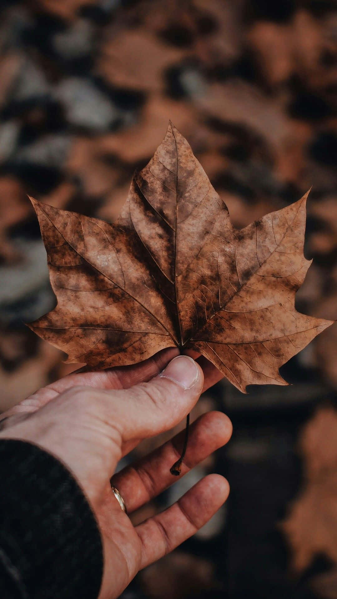 Captivating Brown Autumn Scenery Wallpaper