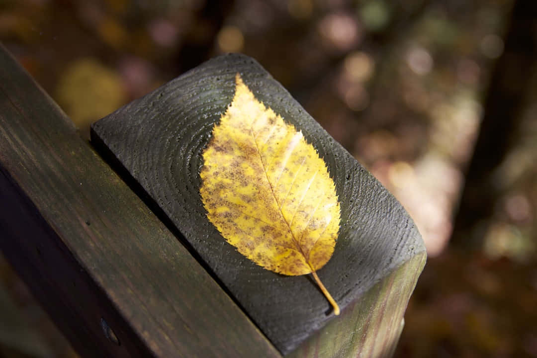 Serene Brown Autumn Scenery Wallpaper