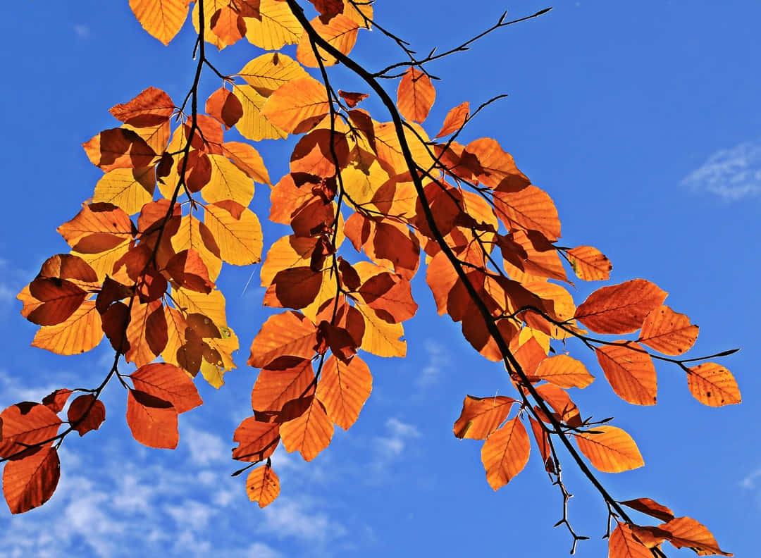 Brown Autumn Scenery Wallpaper