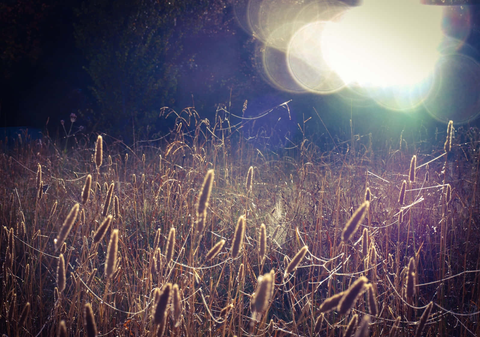 Enchanting Brown Autumn Scenery Wallpaper