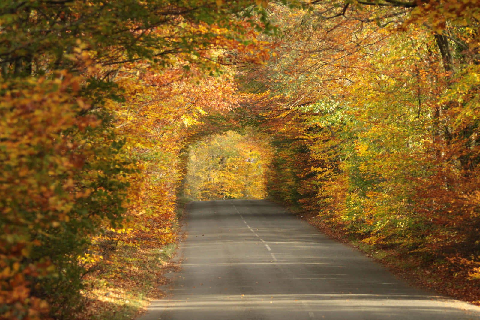 Tranquil Brown Autumn Landscape Wallpaper