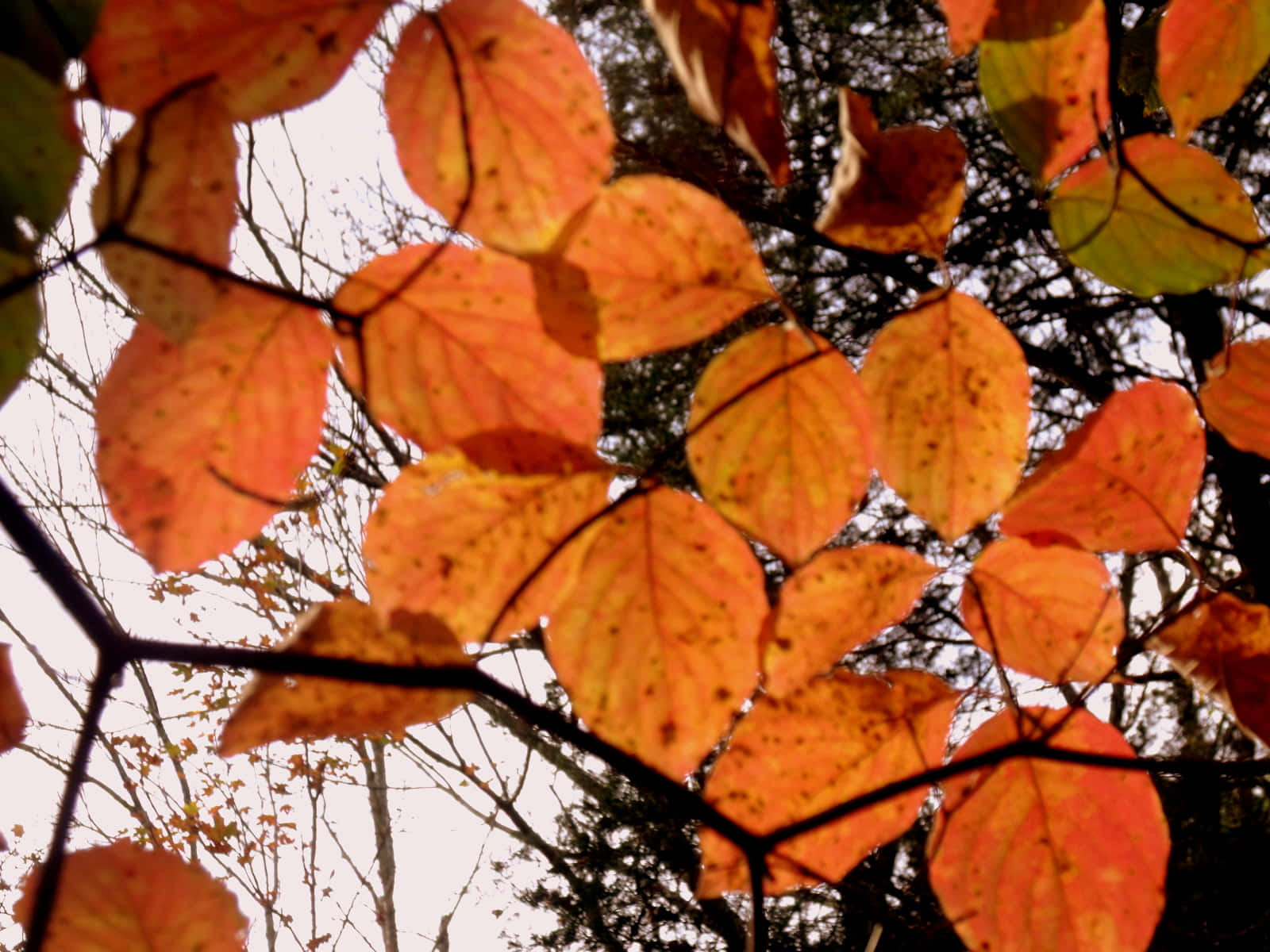 Enchanting Brown Autumn Forest Wallpaper