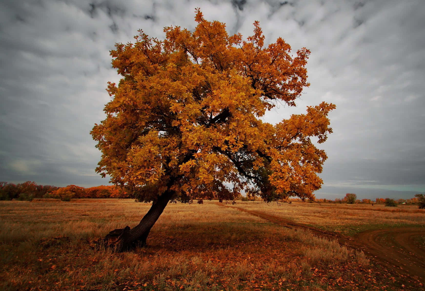 Caption: Scenic Brown Autumn Landscape Wallpaper