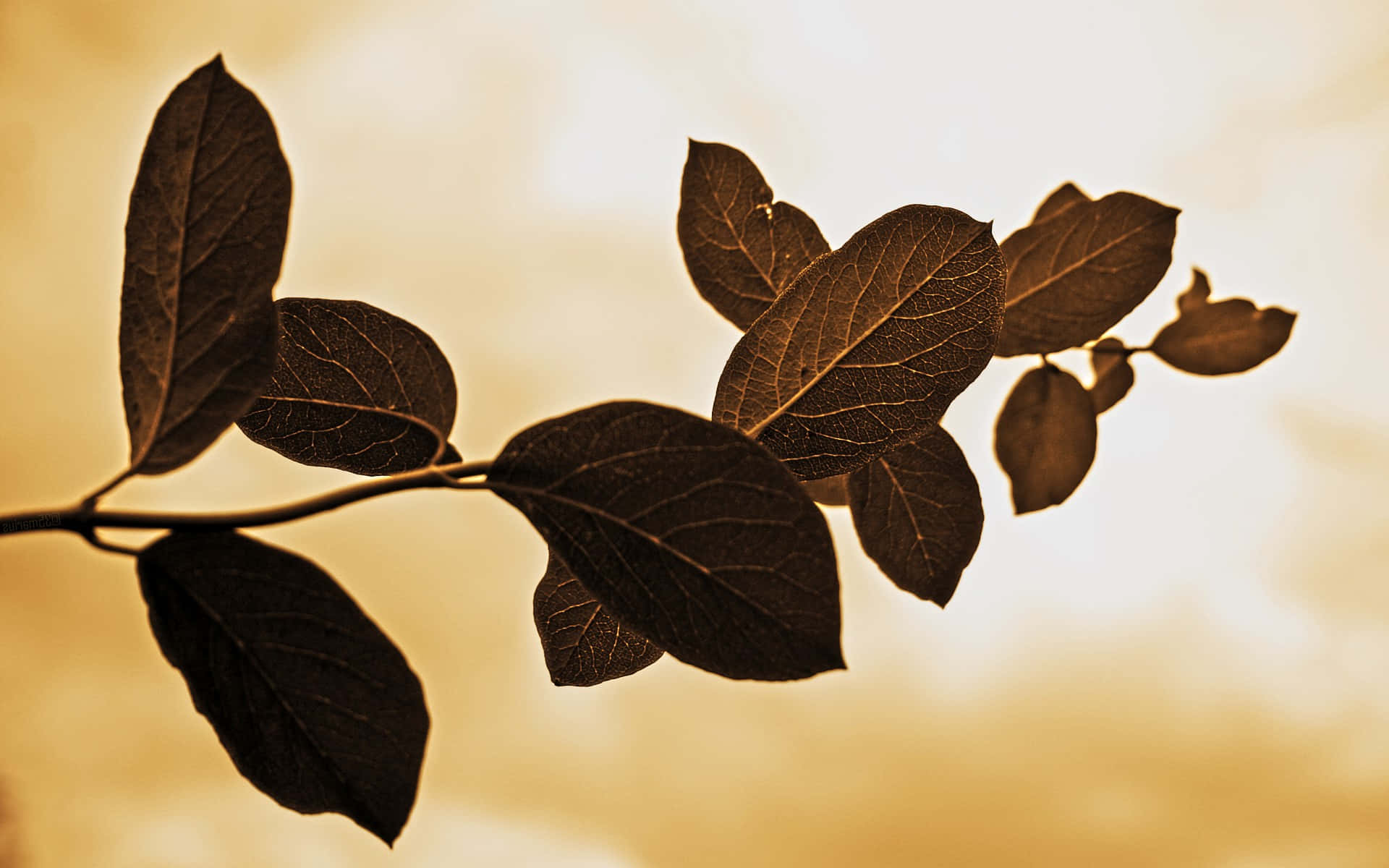 Enchanting Brown Autumn Forest Wallpaper