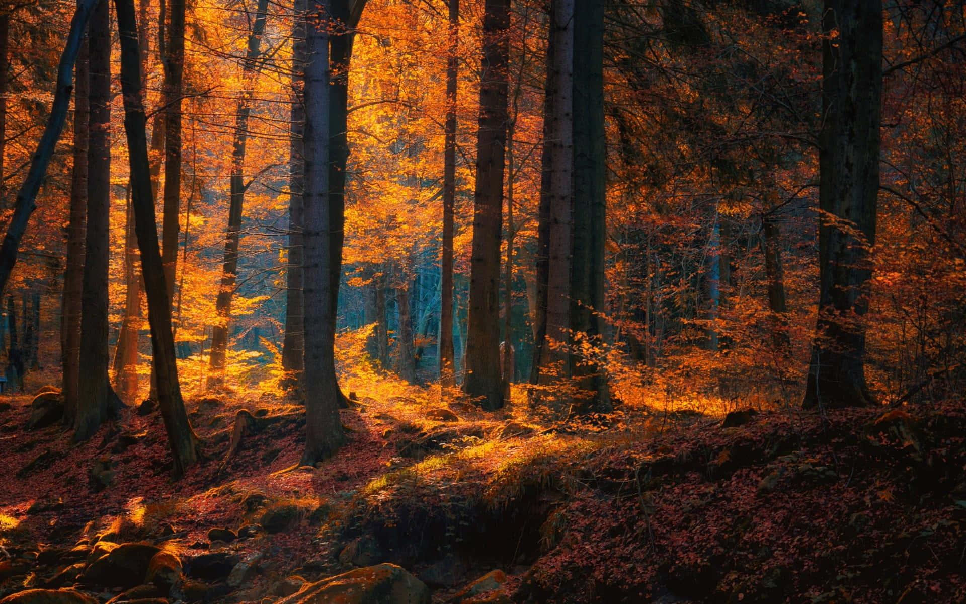 Unsereno Bosque Otoñal En Una Cálida Paleta De Tonos Marrones. Fondo de pantalla