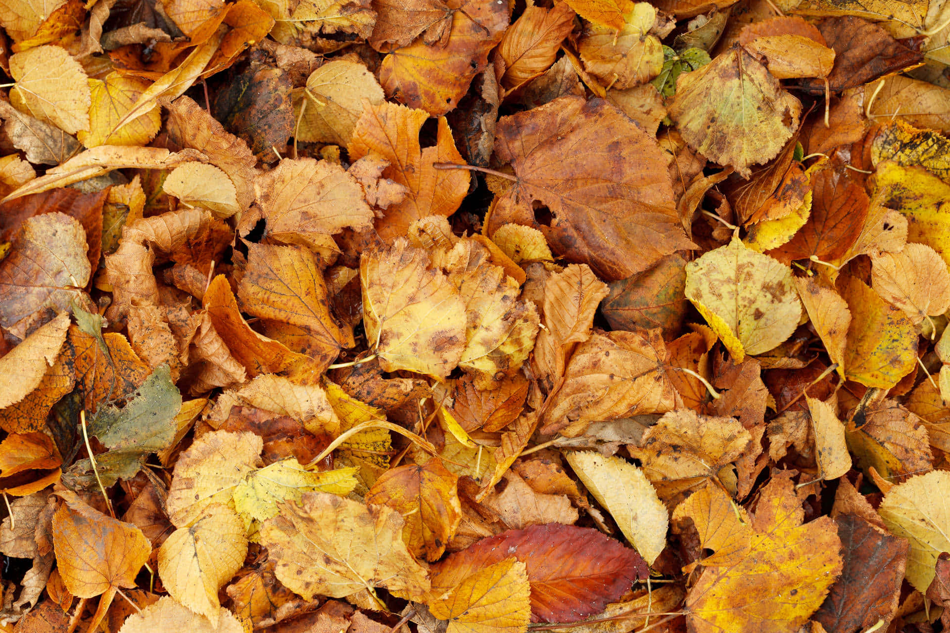 Tranquil Brown Autumn Forest Scene Wallpaper