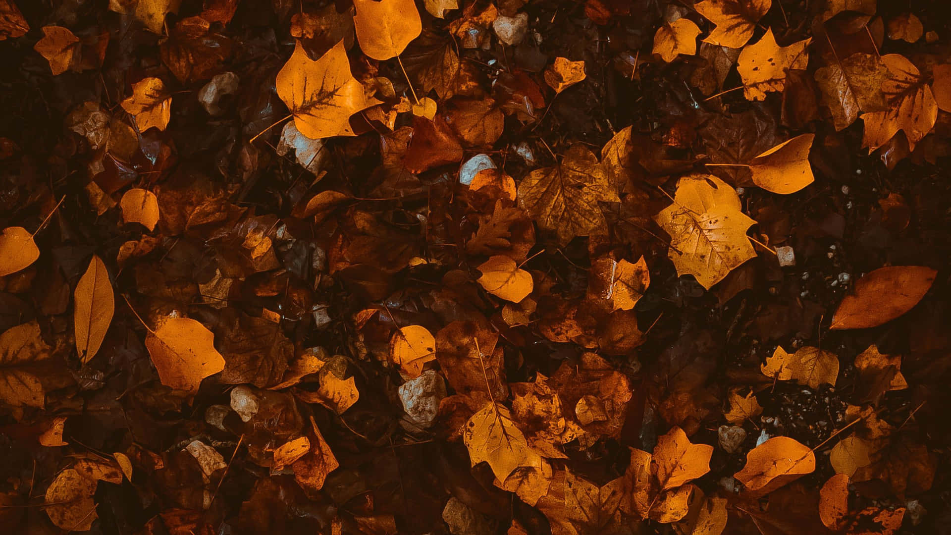 Unavista Pintoresca De Un Tranquilo Bosque Durante Un Cautivador Otoño Marrón. Fondo de pantalla