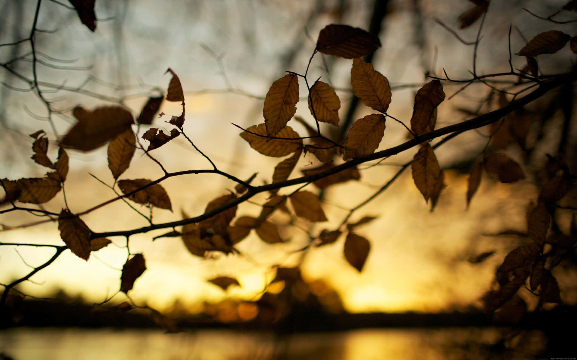 Enchanting Brown Autumn Scenery Wallpaper