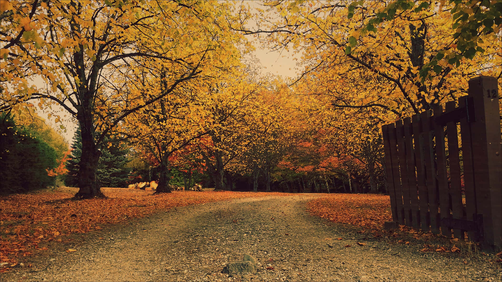 Brown Autumn Scenery Wallpaper