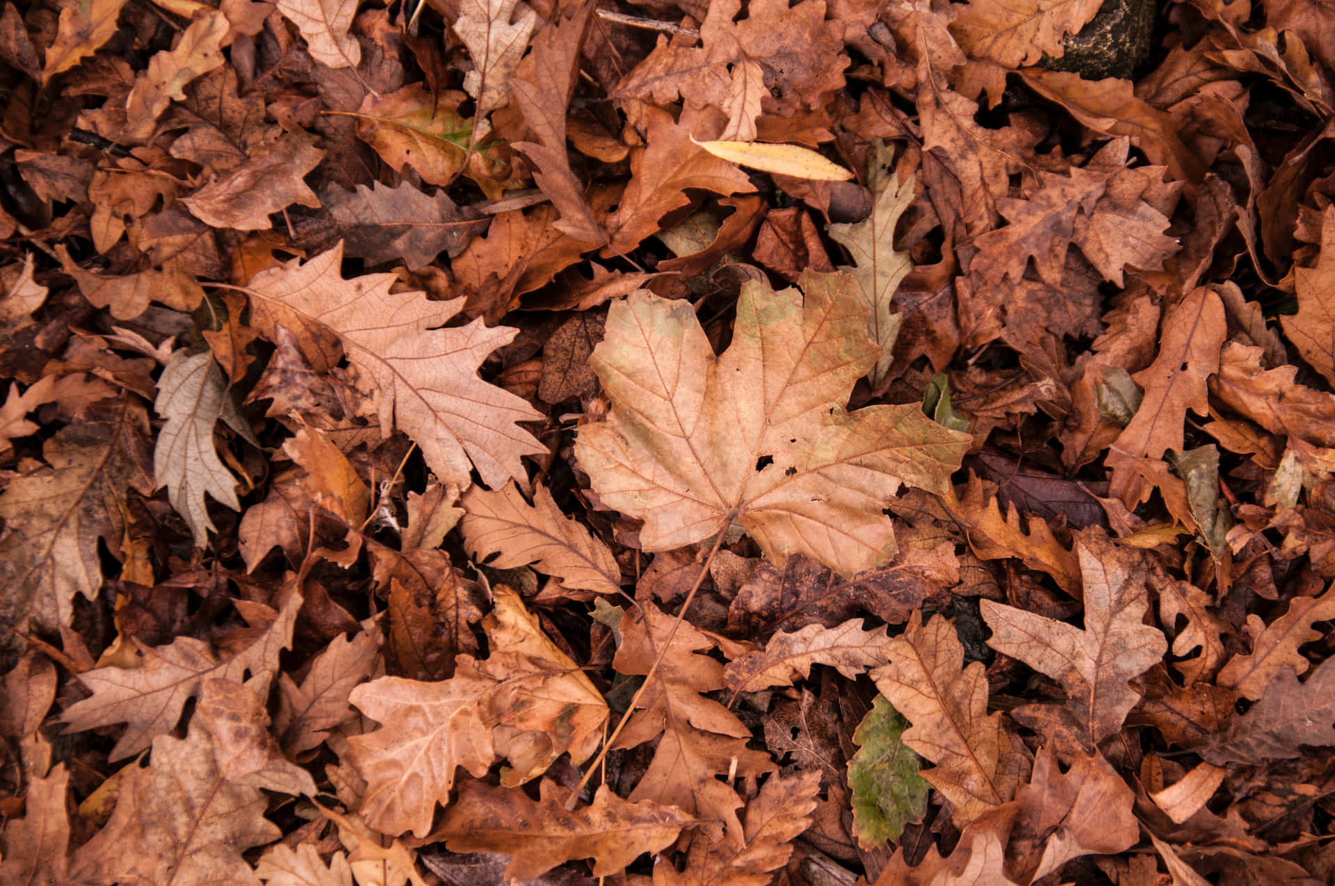 Tranquil Brown Autumn Forest Wallpaper