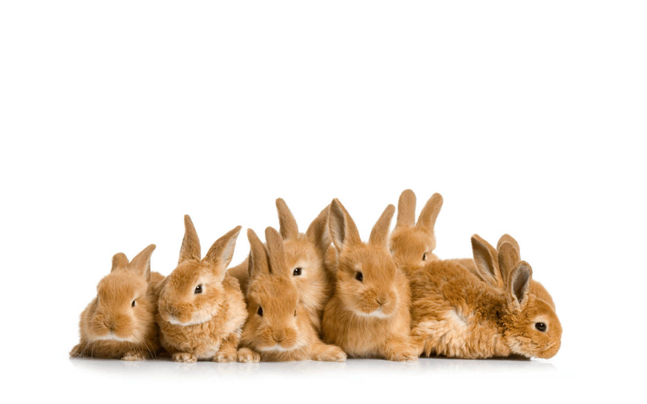 Adorable Brown Baby Bunnies Curled Up Together Wallpaper