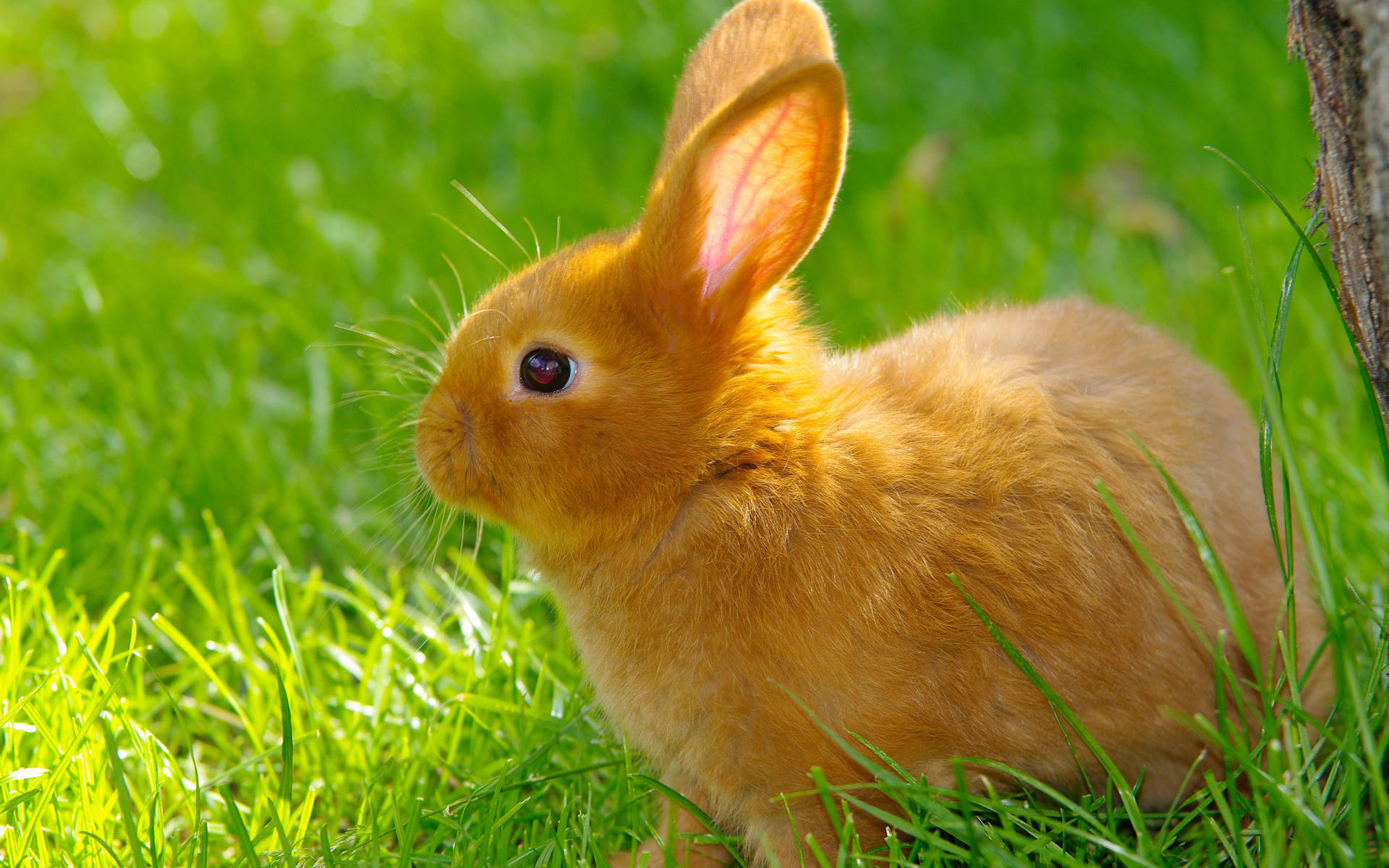 Brown Baby Bunny Playing On The Grass Wallpaper