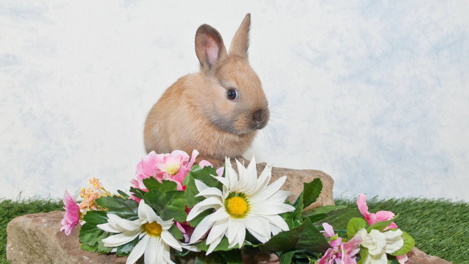 Brown Baby Bunny With Flowers Wallpaper