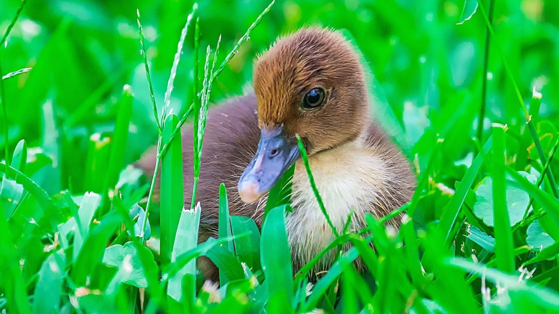 Brown Baby Duck On Grass Wallpaper