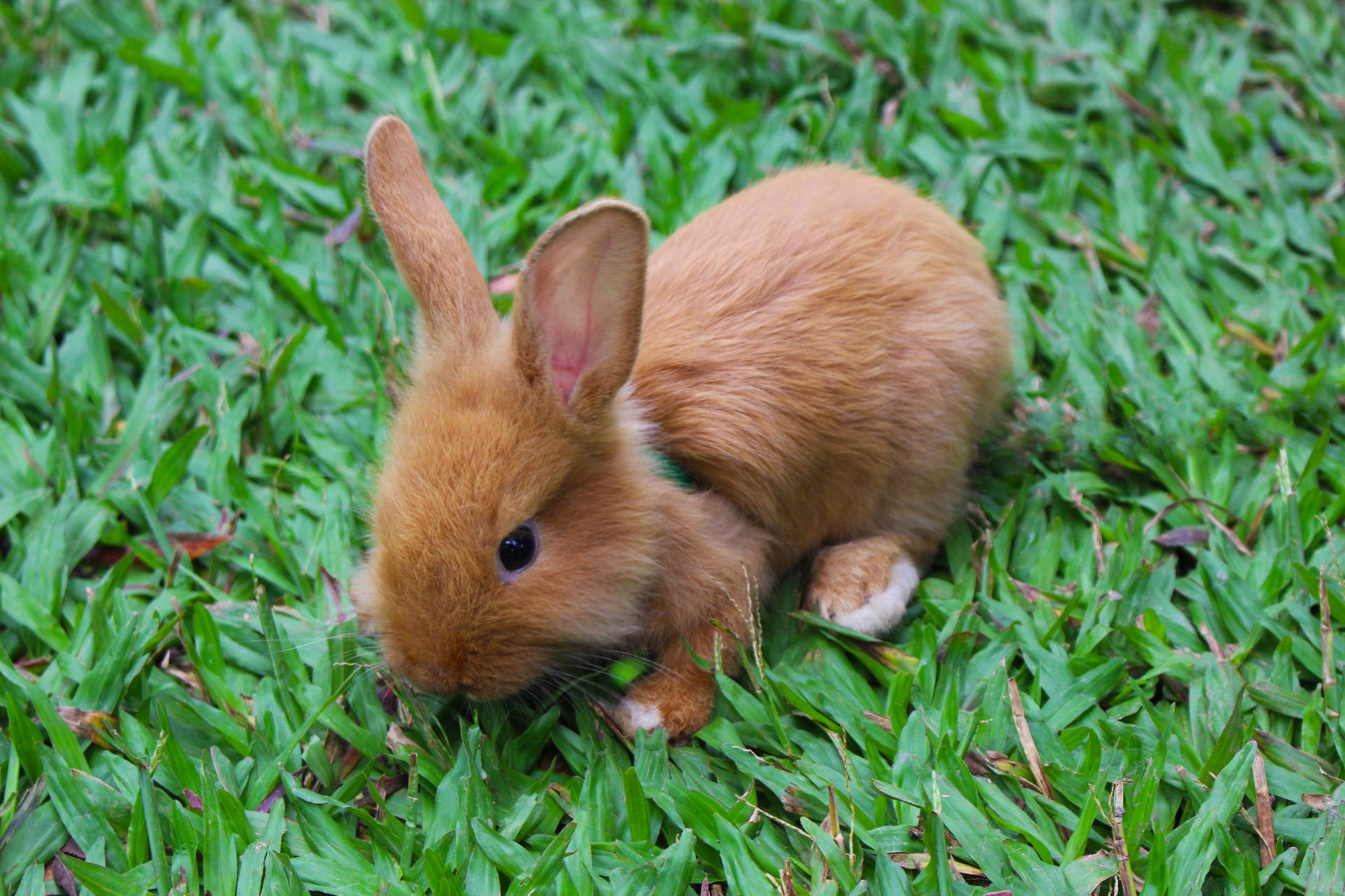 Brown Baby Rabbit