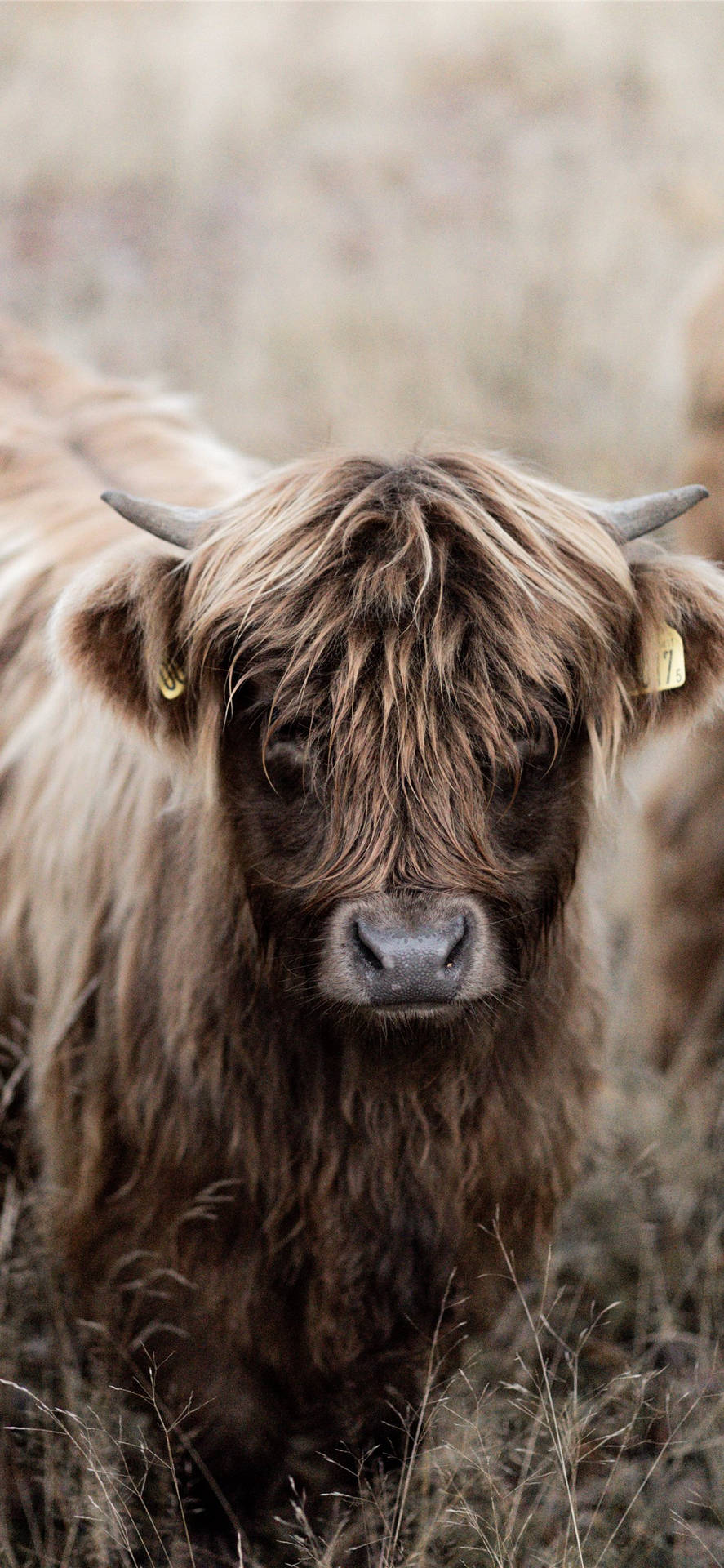 Best Highland cow iPhone HD Wallpapers  iLikeWallpaper