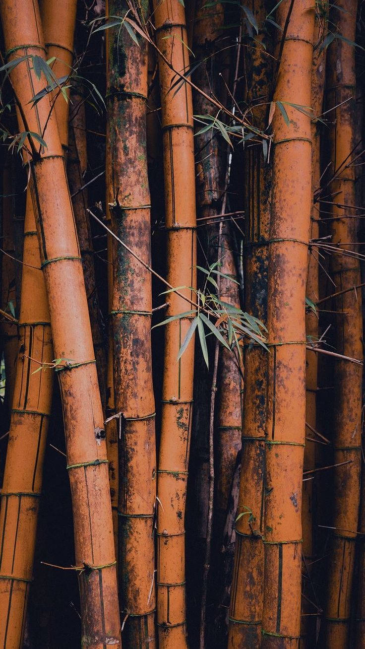 Bosquede Bambú Marrón En Iphone. Fondo de pantalla